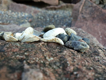 Close-up of shells on rock