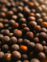 Grains of mustard. vegan concept. selective focus. macro