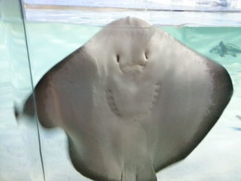 Close-up of horse in swimming pool