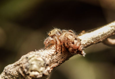 Close-up of dried plant against blurred background