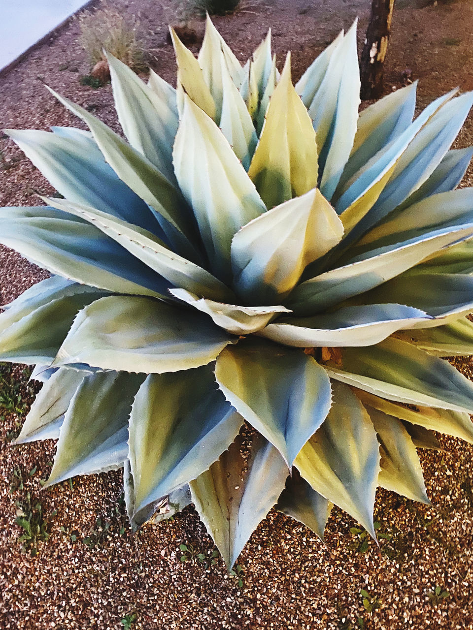 plant, agave, flower, nature, leaf, beauty in nature, no people, freshness, close-up, plant part, succulent plant, flowering plant, growth, high angle view, day, outdoors, petal