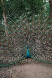 peacock