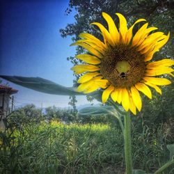 Sunflower blooming in field