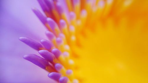 Macro shot of yellow flower