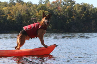 Dog in a lake