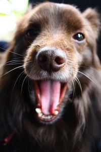 Close-up portrait of dog