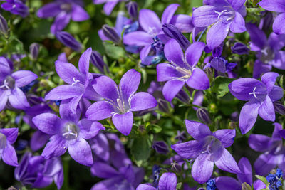 Close-up of purple flowering plants