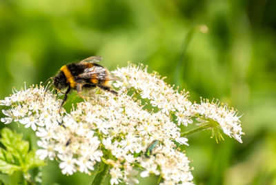 Close-up of bee pollinating on flower