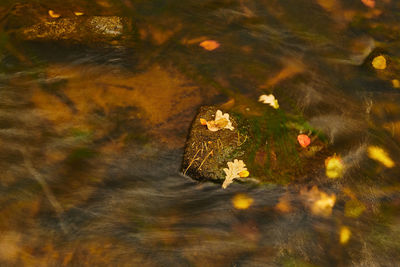 reflection