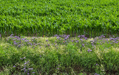 Purple flowering plants on land