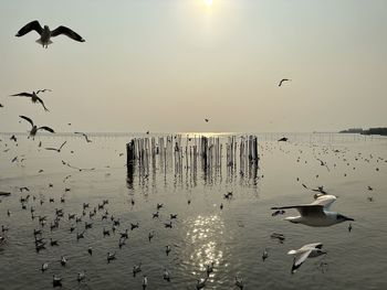 Seagulls flying over lake