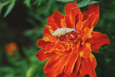 Close-up of honey bee pollinating flower