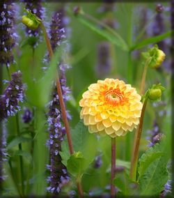 Close-up of yellow flowers blooming outdoors