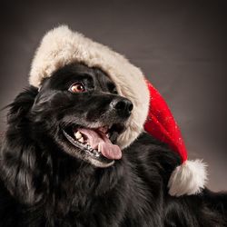 Close-up of dog looking away