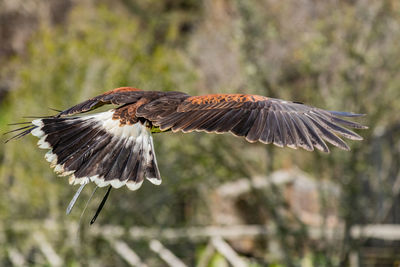 Hawk flying against trees
