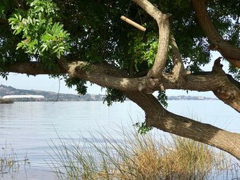 Tree trunk by lake against sky