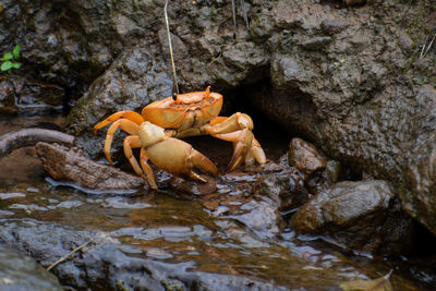 Close-up of crab on rock