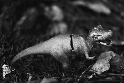 Close-up of a turtle on field