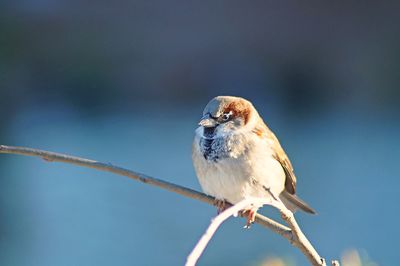 Close-up of bird perching outdoors