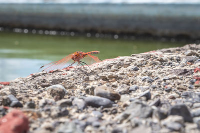 Close-up of insect on rock