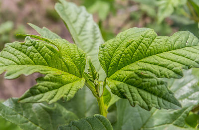 Close-up of green leaves