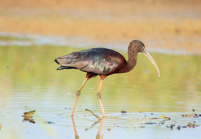 Glossy ibis in lake