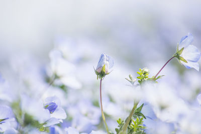 Close-up of purple flowering plant