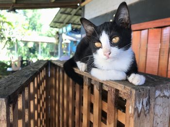 Close-up portrait of a cat