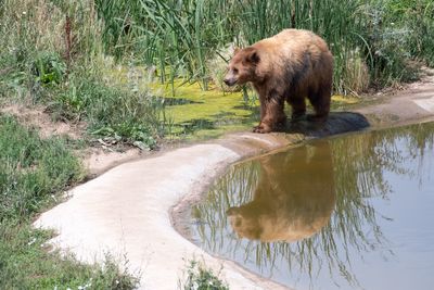 Bear standing by pond at forest