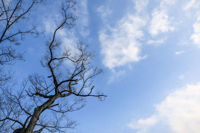 Low angle view of bare tree against sky