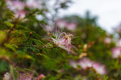 Close-up of pink flowering plant