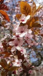 Close-up of cherry blossoms