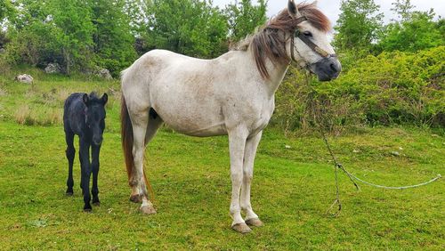 Horses standing in a field