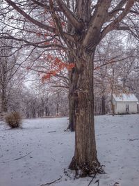 Bare trees on snow covered landscape