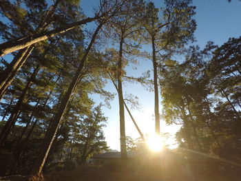 Low angle view of trees in forest against sky