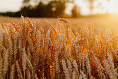 Close-up of stalks in field