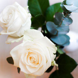 Close-up of white roses