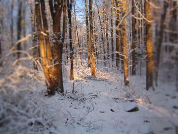 Snow covered trees in forest