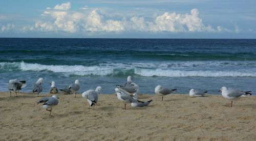 Seagulls on beach against sky