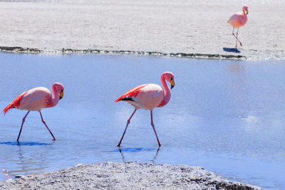 View of two birds in water