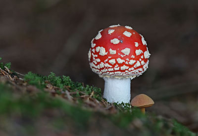 fungus