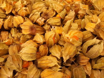 Full frame shot of dried leaves