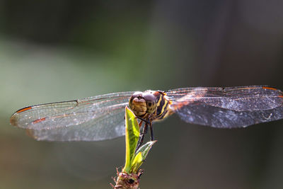 Close-up of dragonfly