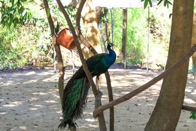 Bird in a forest