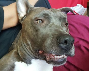 Close-up of dog relaxing on sofa