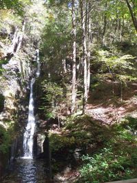 Scenic view of waterfall in forest