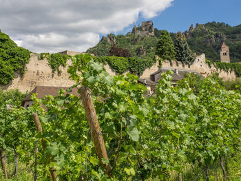 Dürnstein at the danbue river