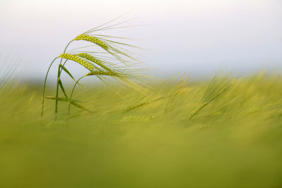 Close-up of wheat growing on field