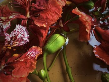 Close-up of red leaves on plant