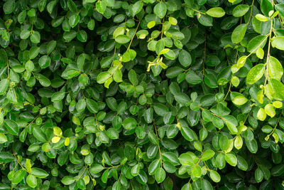 Full frame shot of green leaves